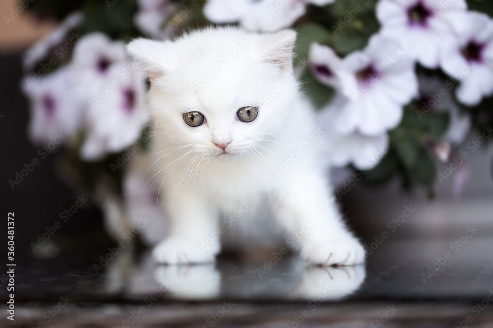 Katze Kitten im Garten unterwegs - verträumt Sommer Frühling