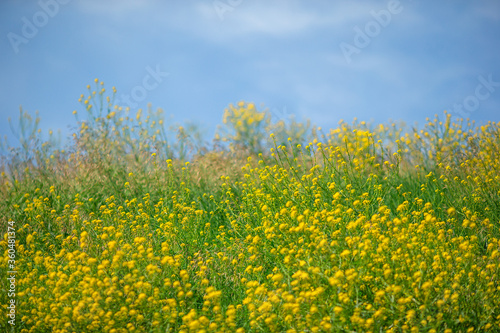 Little yellow flower. Field of yellow in the garden with blur green background