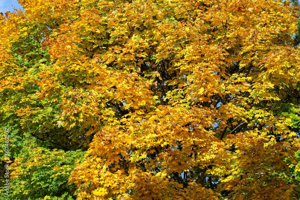 autumn in the park autumn in the park