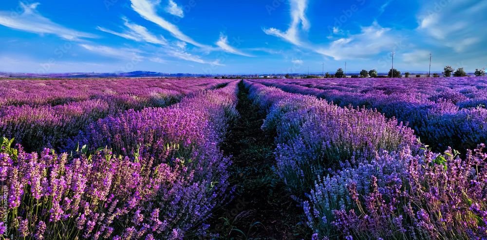 lavender field Provence Bulgaria 