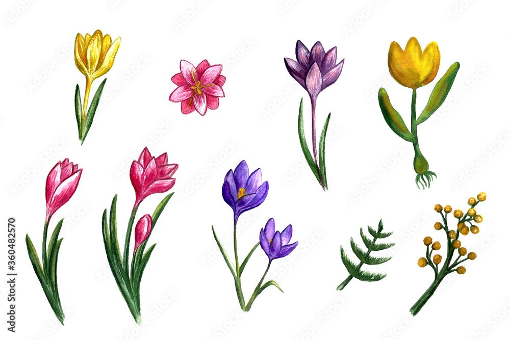 Watercolor collection of spring flowers. Hand drawn wildflowers isolated on white background. Floral element for fresh summer design.