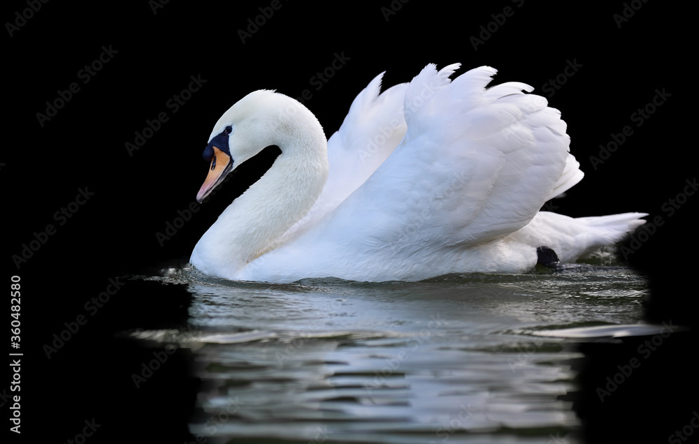 Fototapeta premium Beautiful white swan on the surface of the pond with spread wings