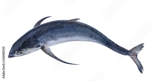 Pacific jack mackerel fish isolated on white background photo