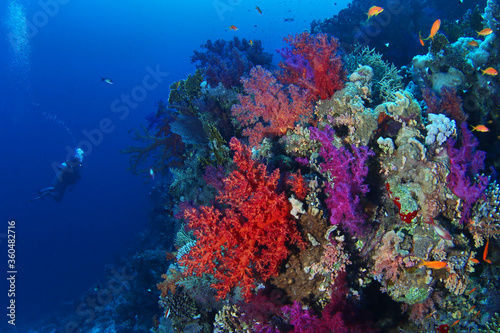 Scuba diver watching beautiful colorful coral reef with red and purple soft corals