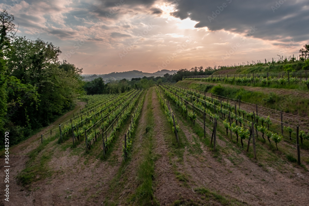 Spring stormy sunset in the vineyards of Collio Friulano, Friuli-Venezia Giulia, Italy