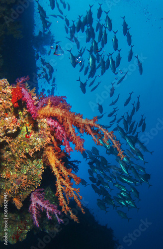 Beautiful colorful coral reef with red and purple soft corals. Many silhouettes of fish in the background