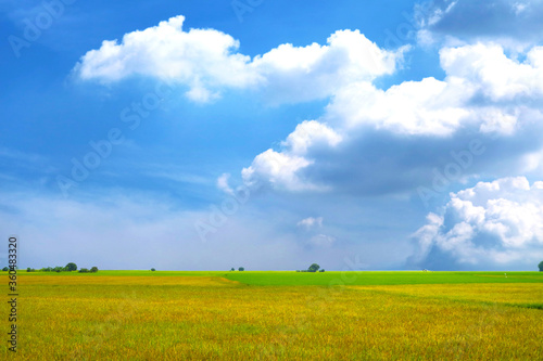 agriculture jasmine rice field and soft fog in the morning blue sky white cloud
