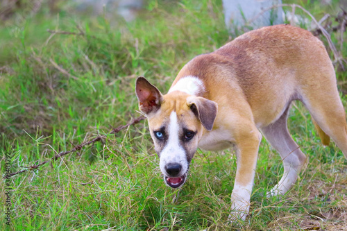 The two-eyed stray dog is caused by cross-breeding in landfill