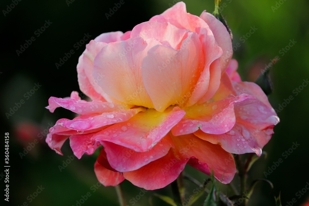 Rose in Lachsfarbe mit Wassertropfen Rose in Lachsfarbe mit Wassertropfen