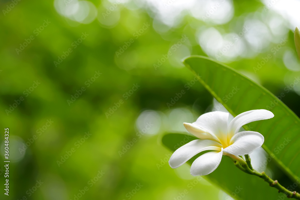 White plumeria flowers Blurred petals and leaves blend seamlessly with bokeh backgrounds. White plumeria flowers Blurred petals and leaves blend seamlessly with bokeh backgrounds.