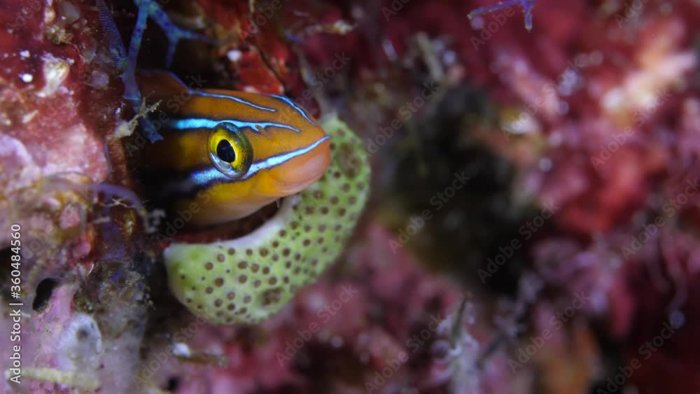 This Bluestriped fish is a funny Fangblenny This Bluestriped fish is a funny Fangblenny