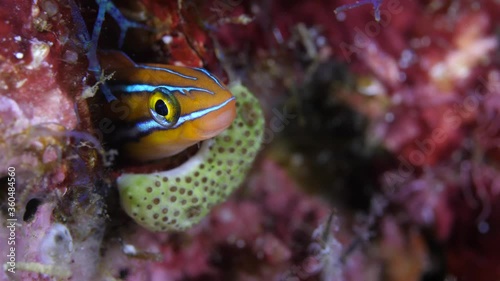 This Bluestriped fish is a funny Fangblenny photo