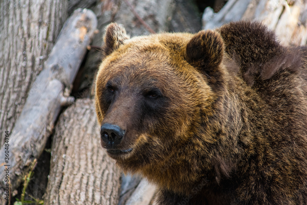 the muzzle of a bear closeup