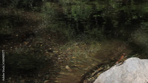 Clear stream dragonfly