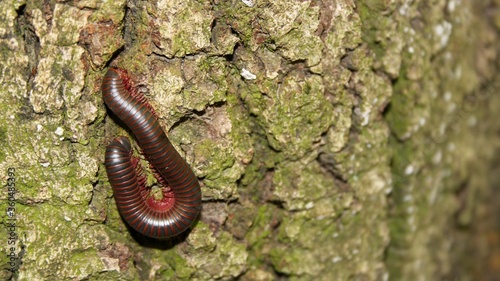 Fényképezés American Giant Millipede on Tree