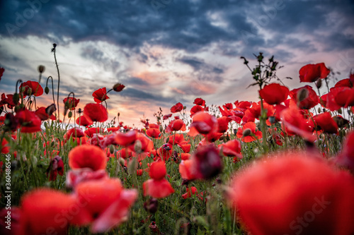 Mohnblumen im Abendrot 