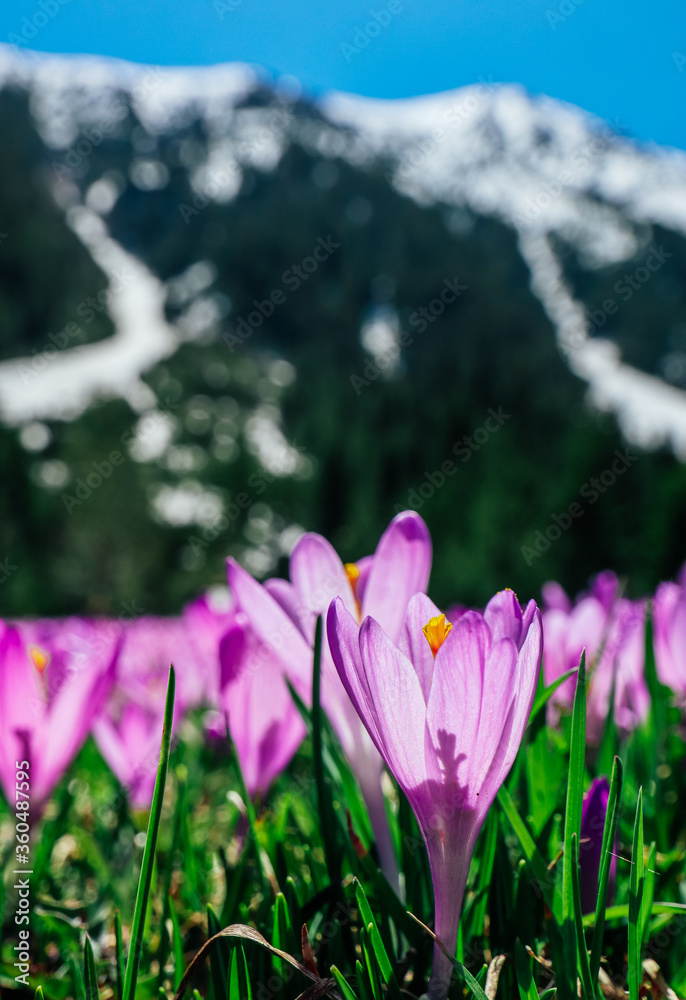 A meadow in alpine mountain with violet first spring flowers saffron. Floral background with many crocuses. A meadow in alpine mountain with violet first spring flowers saffron. Floral background with many crocuses.