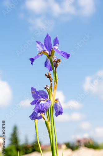 Obraz na płótnie Siberian iris (Iris sibirica) on the meadow in sunny day w salonie