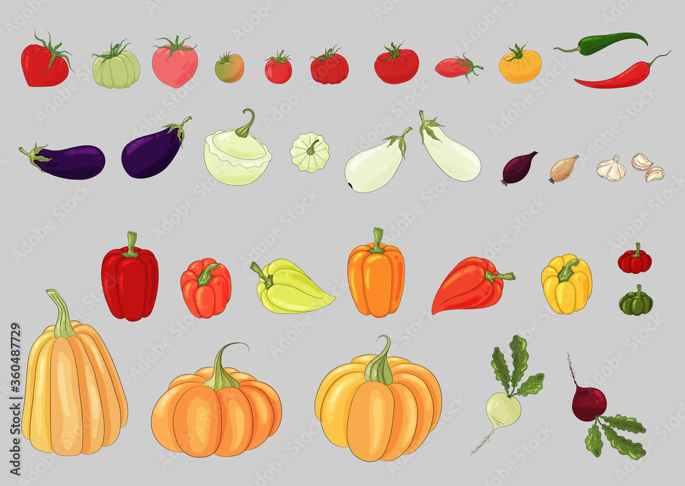 Vegetables set. Fresh vegetables collection. Tomatoes, onions, garlic, pumpkin, peppers, chili peppers, beets, eggplant, squash. Different vegetable icons isolated on light background. Organic food.