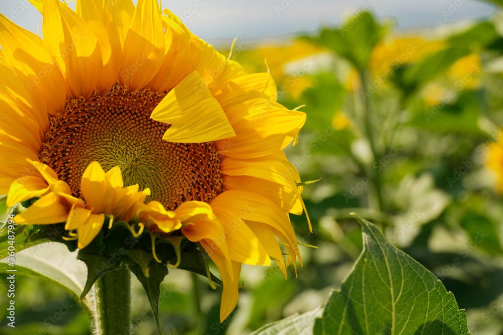 Fototapeta premium sunflower in the wind within a sunflowers field