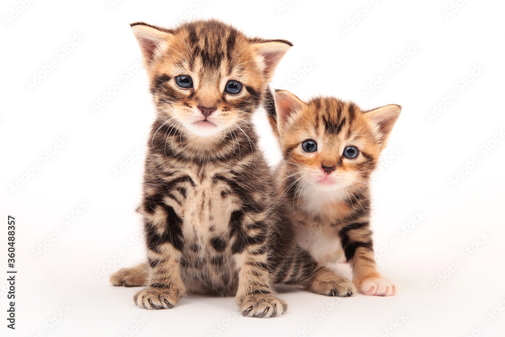 british short hair kittens on white background 