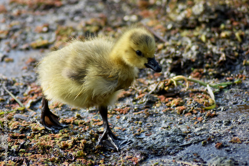 baby gosling running through a rocky piece of groundgorund