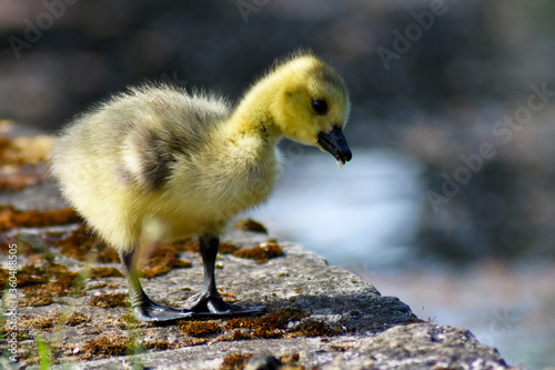 baby goose looking over the edge of a pond wall 