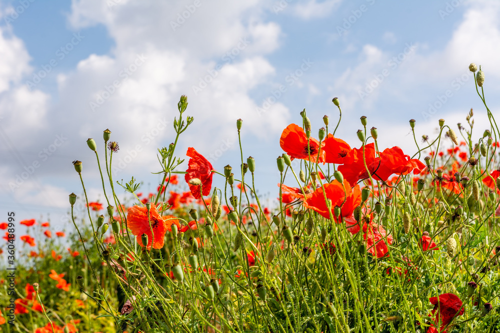 Field poppy (Papaver rhoeas) on the meadow in sunny day