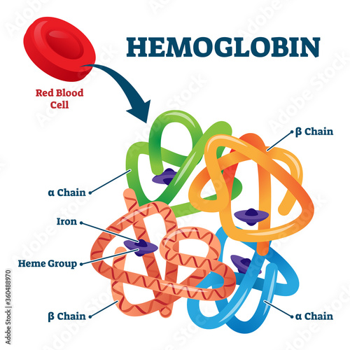 Hemoglobin in red blood cells as oxygen transport metalloprotein scheme. photo