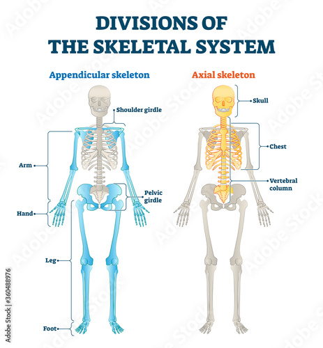 Divisions of appendicular and axial skeletal system labeled explanation.