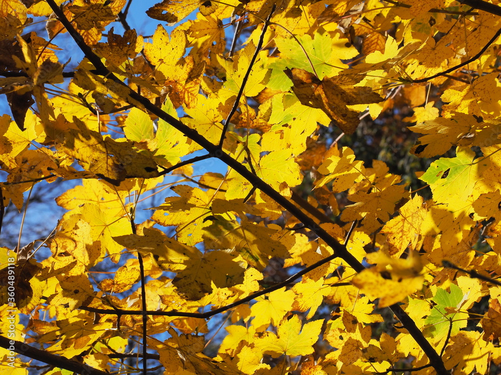 Colourful Leaves Colourful Leaves