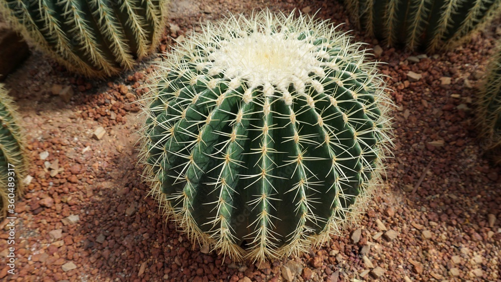 Echinocactus grusonii in the garden Echinocactus grusonii in the garden