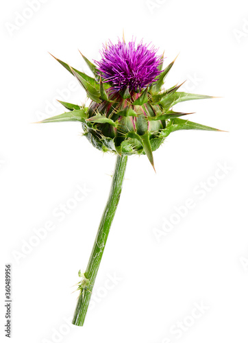 Medical plants: Milk thistle (Silybum marianum) flower isolated on white background. Silybum marianum or cardus marianus, milk thistle, blessed milk thistle, Marian Thistle, Mary Thistle