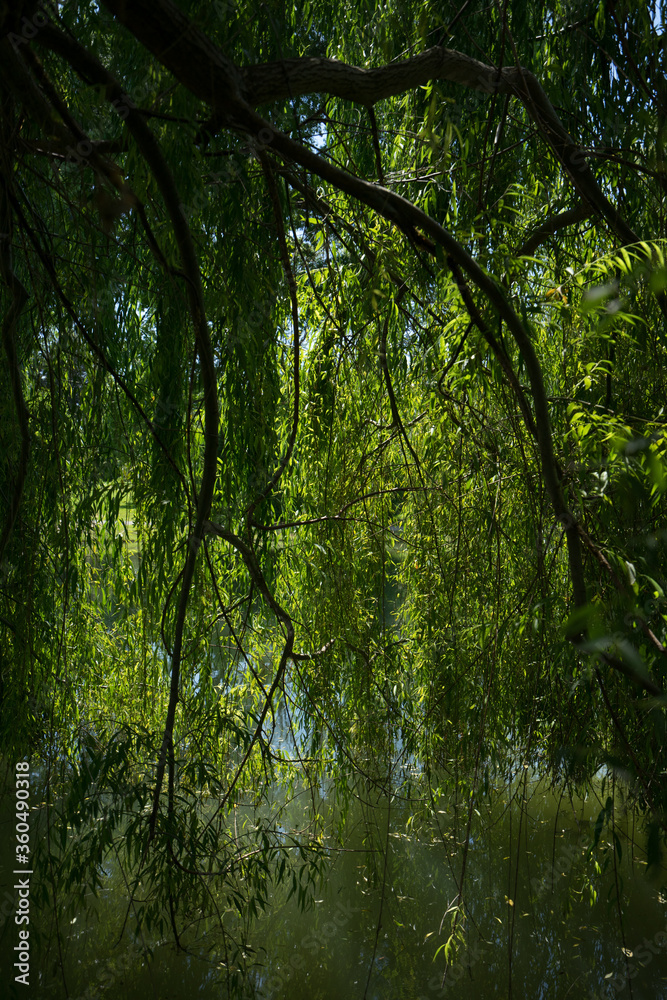 Naklejka premium Villa Reale Marlia _ Lucca _ Toskania Wille na wierzbie płaczącej Capannorese