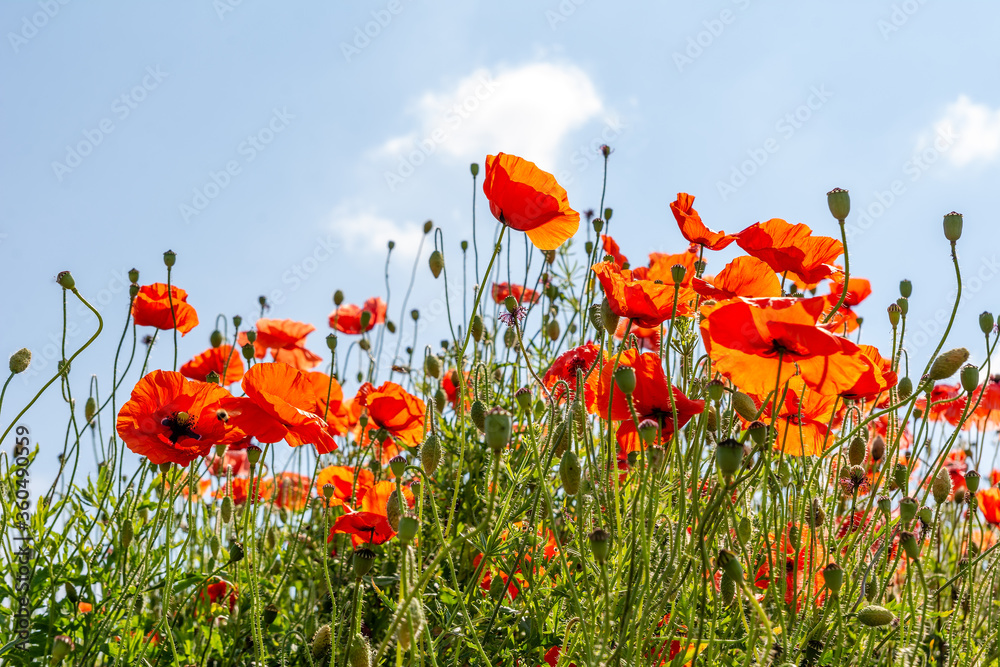 Field poppy (Papaver rhoeas) on the meadow in sunny day