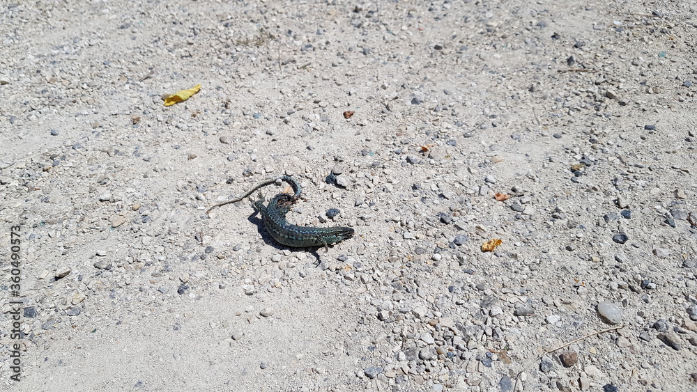 Lézard asséché par la chaleur caniculair sur un sol gravilloné. Lézard asséché par la chaleur caniculair sur un sol gravilloné.