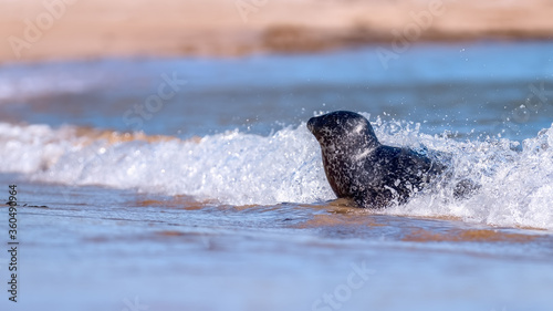 Fényképezés Common seal (harbour seal) coming ashore with ocean surf on a sunny day