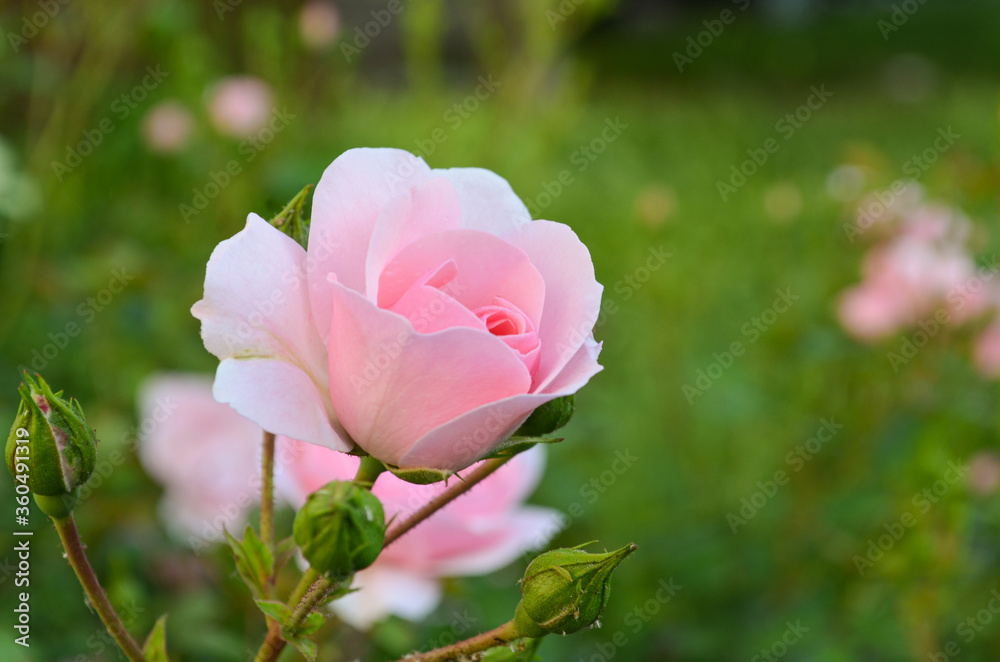 Beautiful soft pink rose with buds grows in a summer garden on a green background. Close-up pink rose on a background of blurred greens with copy space. Growing flowers in a private garden.