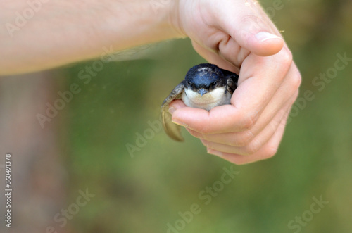 Swallow, Hirundo rustica, single baby bird fallen from nest between fingers of a man
