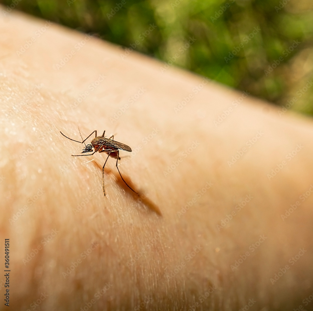 Obraz premium Mosquito sits on a human body and drinks blood