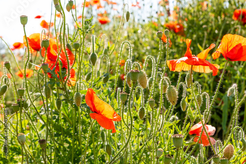 Obraz na płótnie Field poppy (Papaver rhoeas) on the meadow in sunny day w salonie