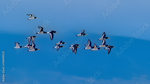 Flock of oyster catchers flying in a blue sky