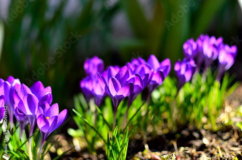 Close up of Purple Flowers in Garden during Spring in Transylvania.