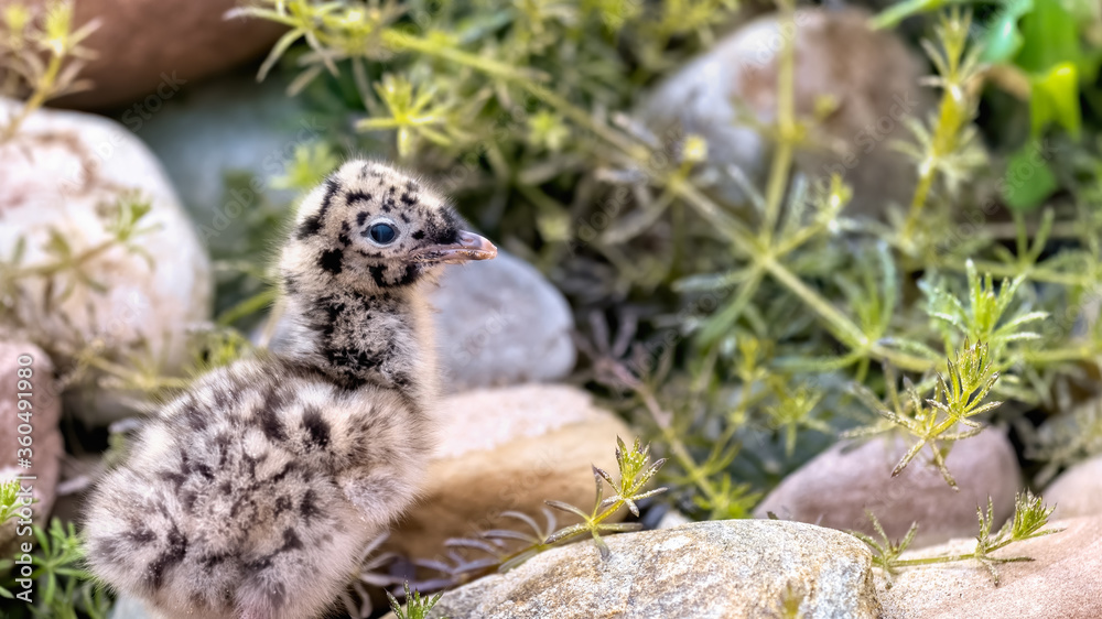Common gull chick among shingle on a shore Common gull chick among shingle on a shore