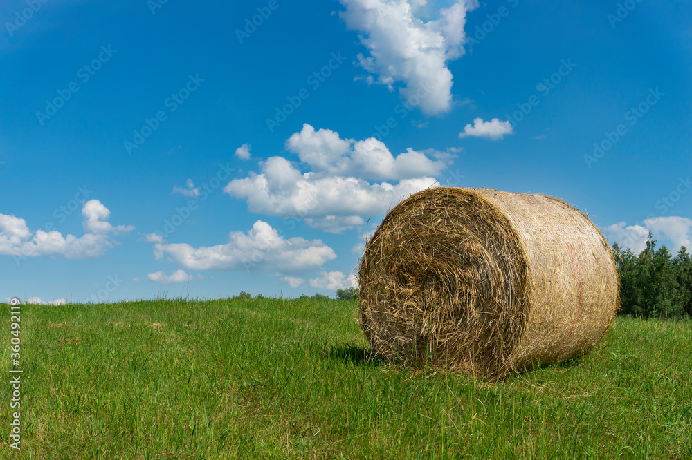 Freshly harvested circular hay bale in a field