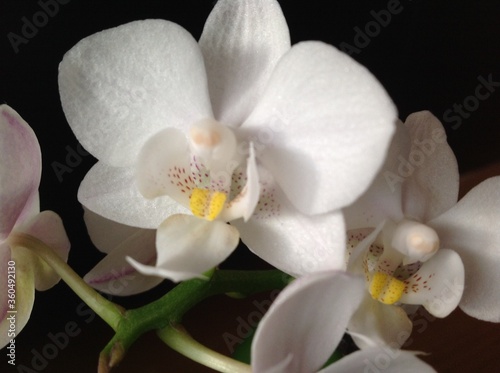 white orchid on black background 2