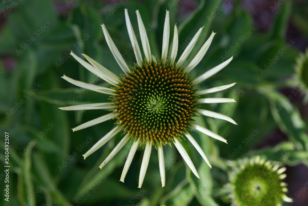 Closeup of blooming coneflower in garden, top view. Closeup of blooming coneflower in garden, top view.