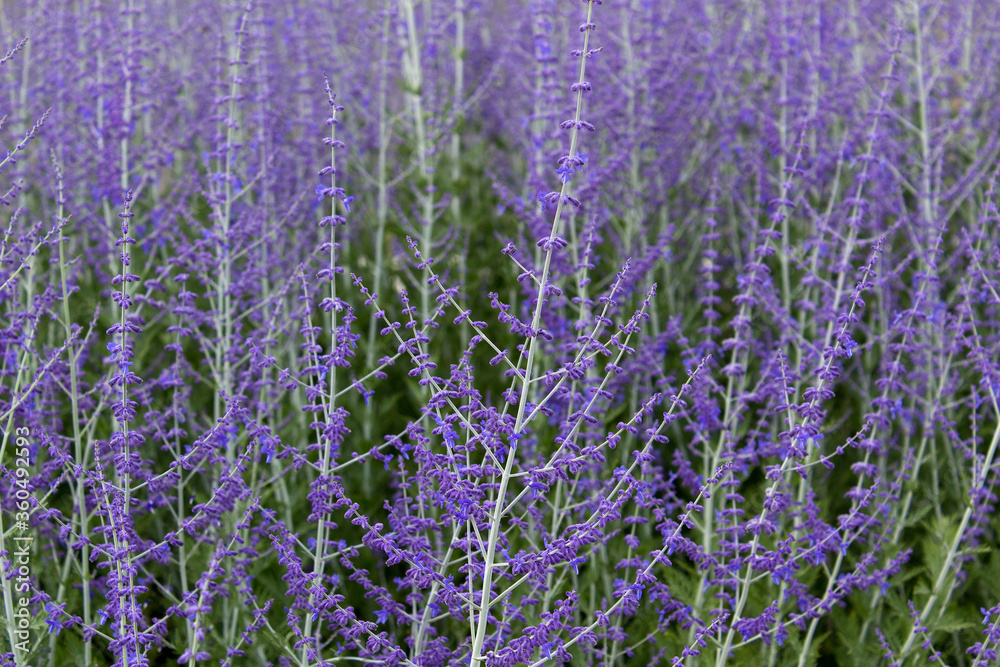 Obraz premium Close up selective focus violet garden decorative flower herbal summer floral background 