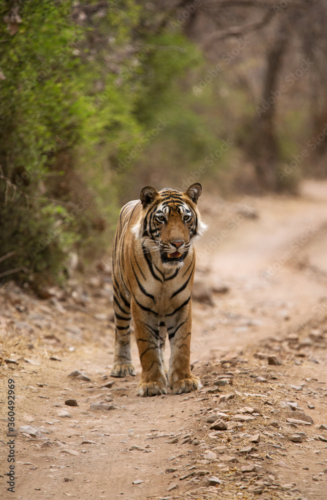 Fototapeta premium Tiger cub on the road of Ranthambore Tiger Reserve