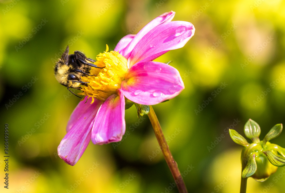 a bumble bee gathering nectar from a pink flower, Salem, Oregon. a bumble bee gathering nectar from a pink flower, Salem, Oregon.